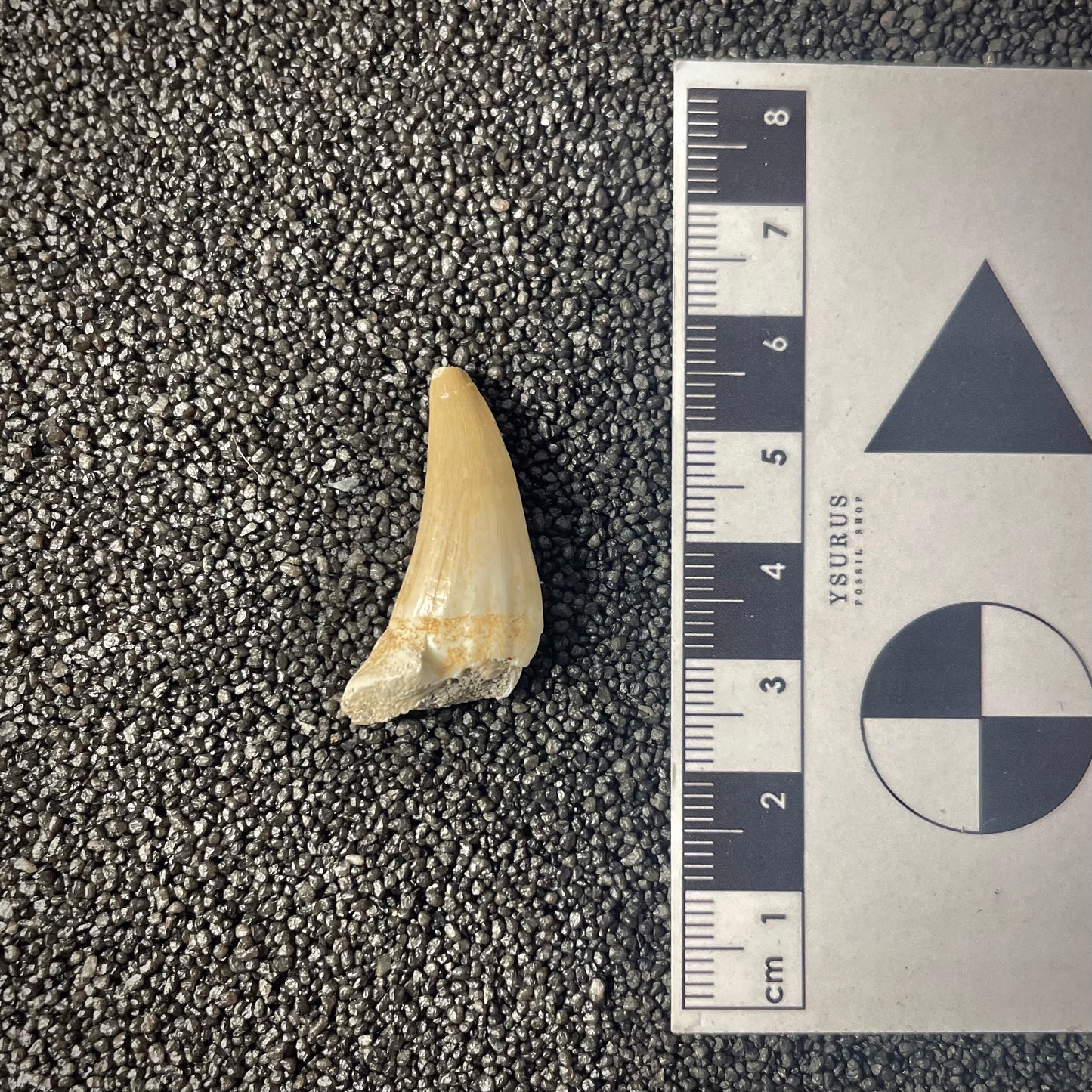 F2182 | Mosasauro | Halisaurus arambourgi