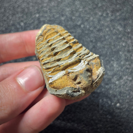 F1899 | Trilobite | Flexicalymene sp.