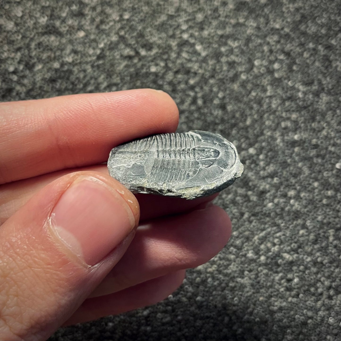 F2141 | Trilobite | Elrathia kingii