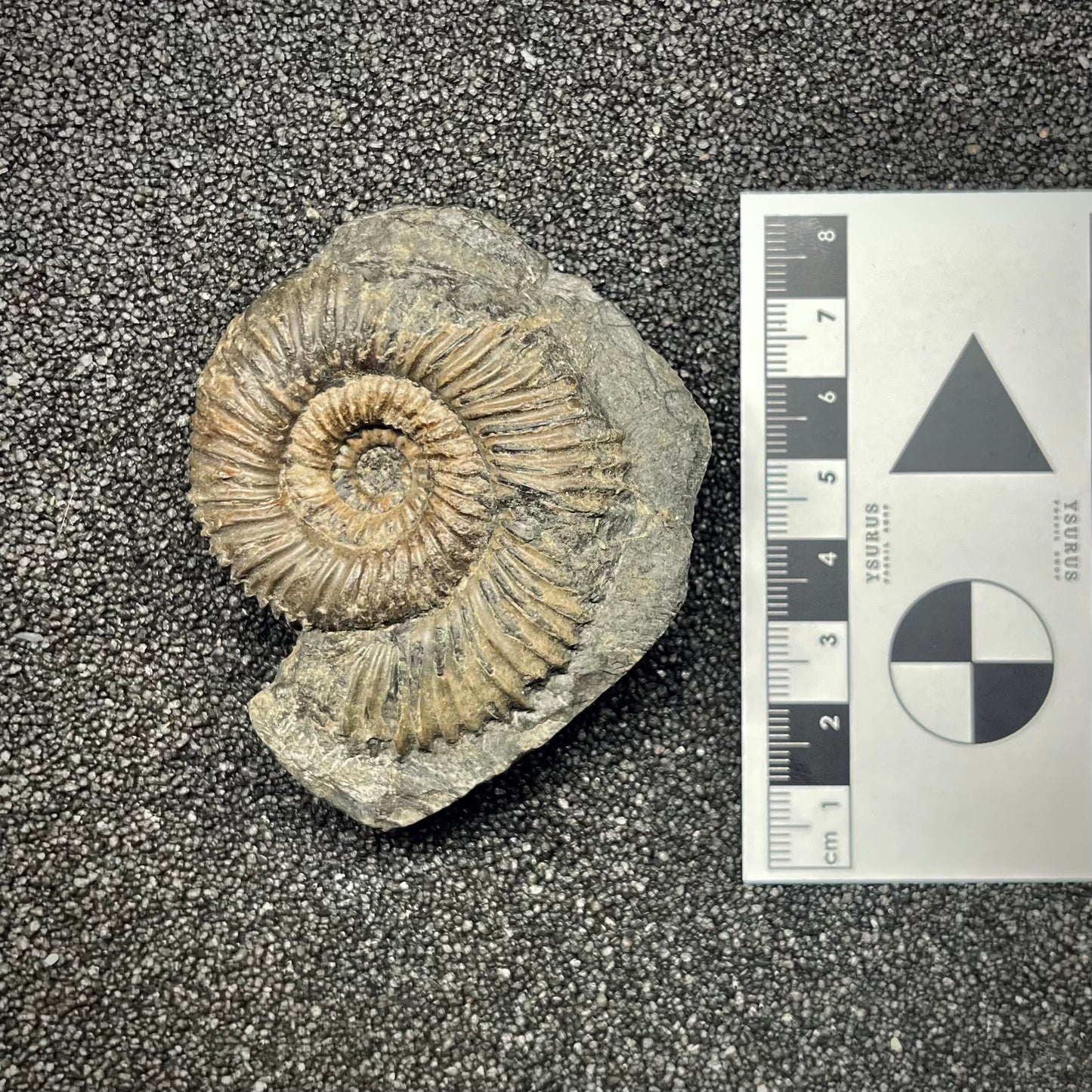 F2819 | Ammonite | Parkinsonia sp.