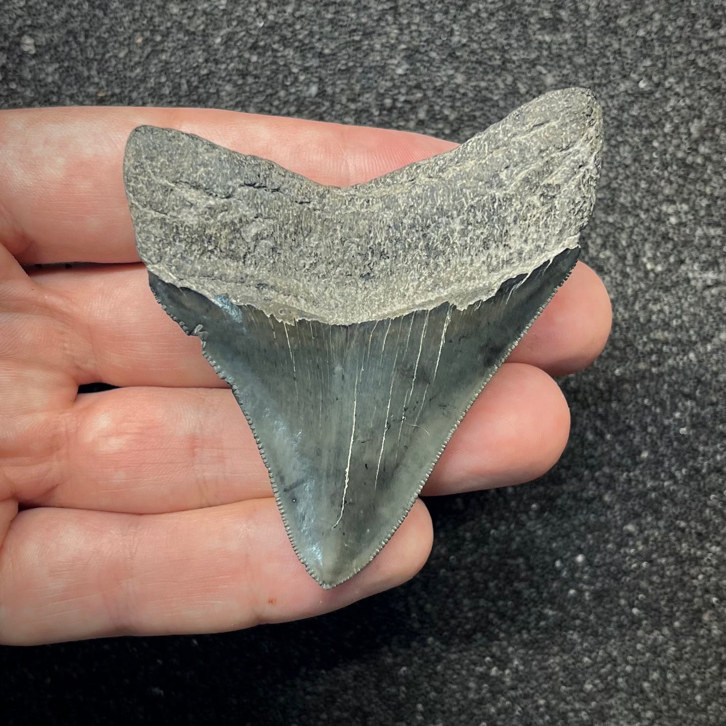 F2867 | Squalo | Otodus megalodon