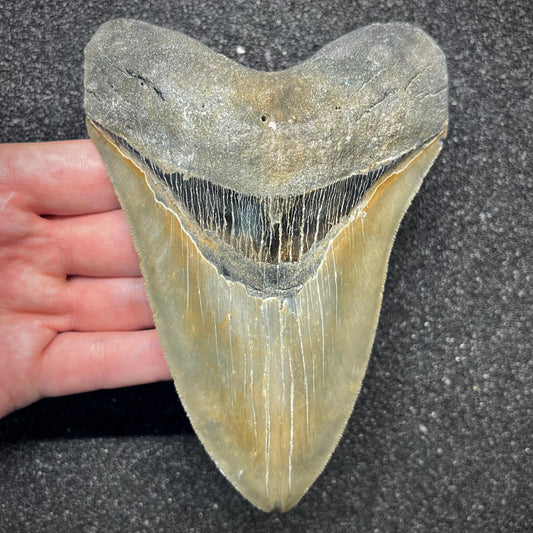 F2934 | Squalo | Otodus megalodon