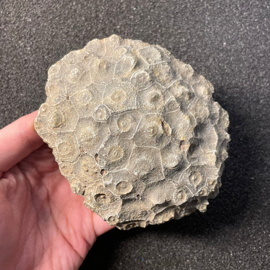 F2474 | Corallo | Hexagonaria sp.