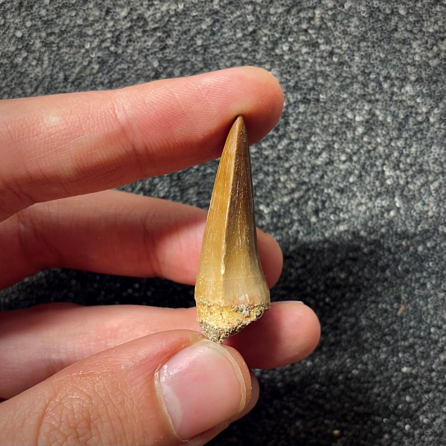 F1989 | Mosasauro | Mosasauridae indet.