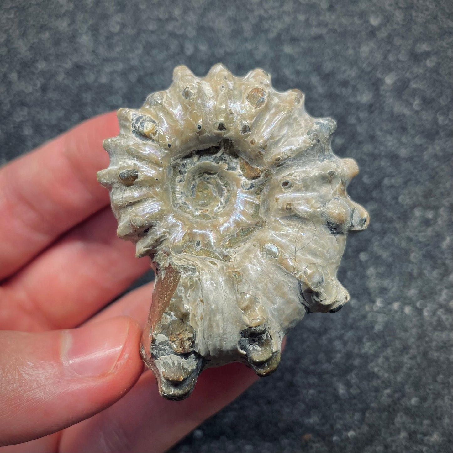 F2655 | Ammonite | Douvilleiceras sp.