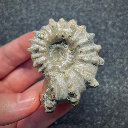 F2655 | Ammonite | Douvilleiceras sp.