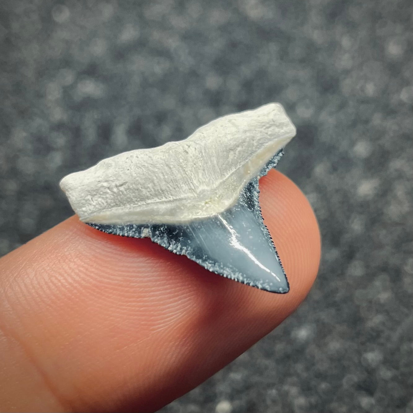 F2648 | Squalo | Carcharhinus sp.