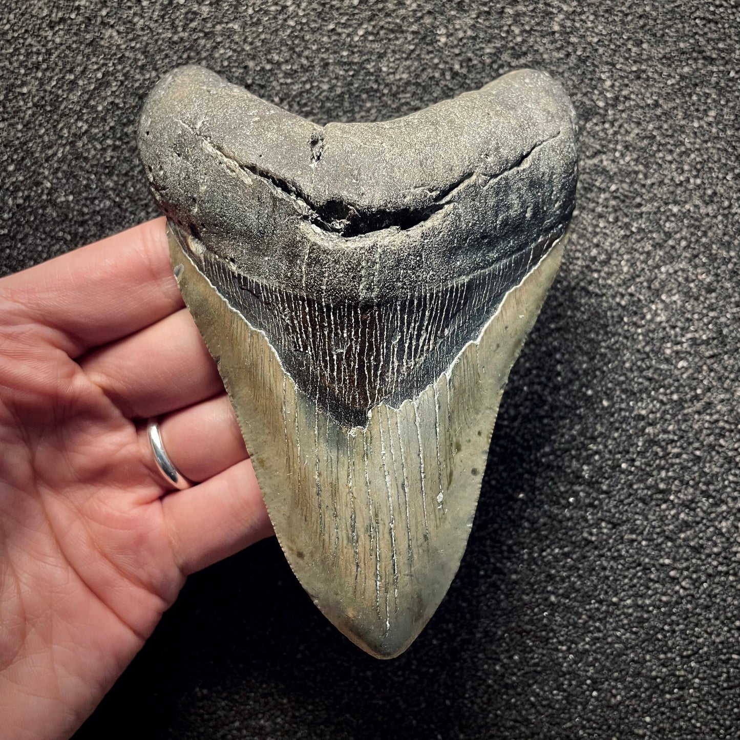 F2136 | Squalo | Otodus megalodon