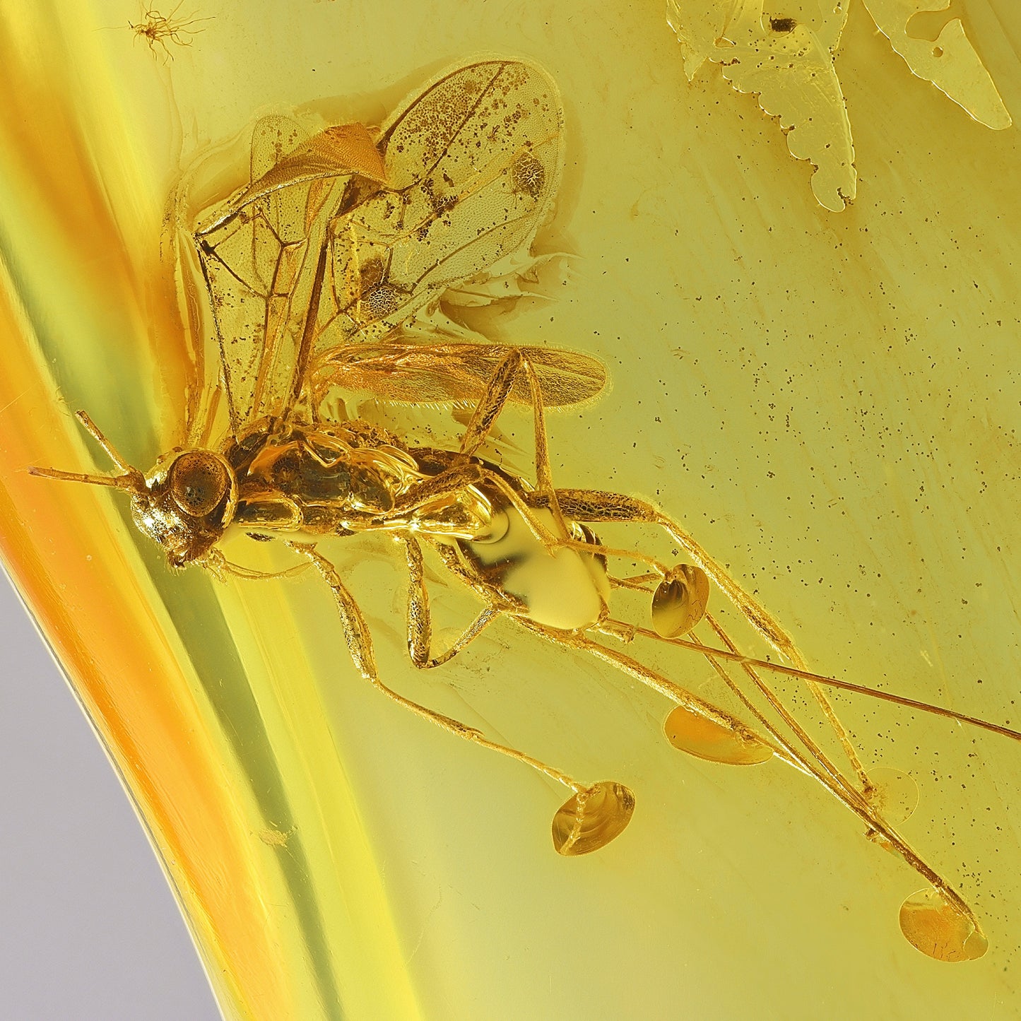 F2419 | Ambra con inclusione | Ichneumonoidea indet.