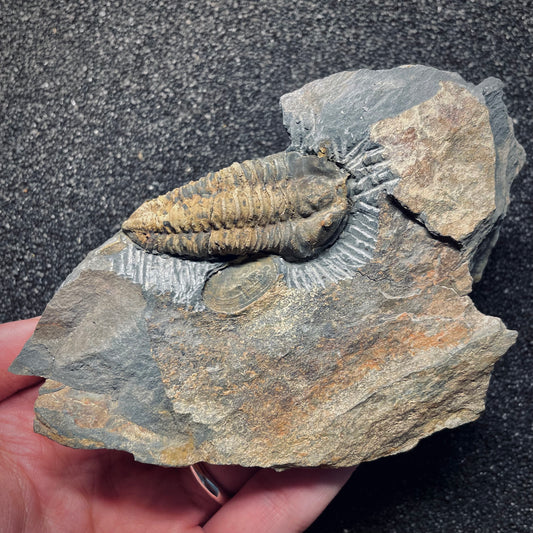 F1593 | Trilobite | Neseuretus tristani