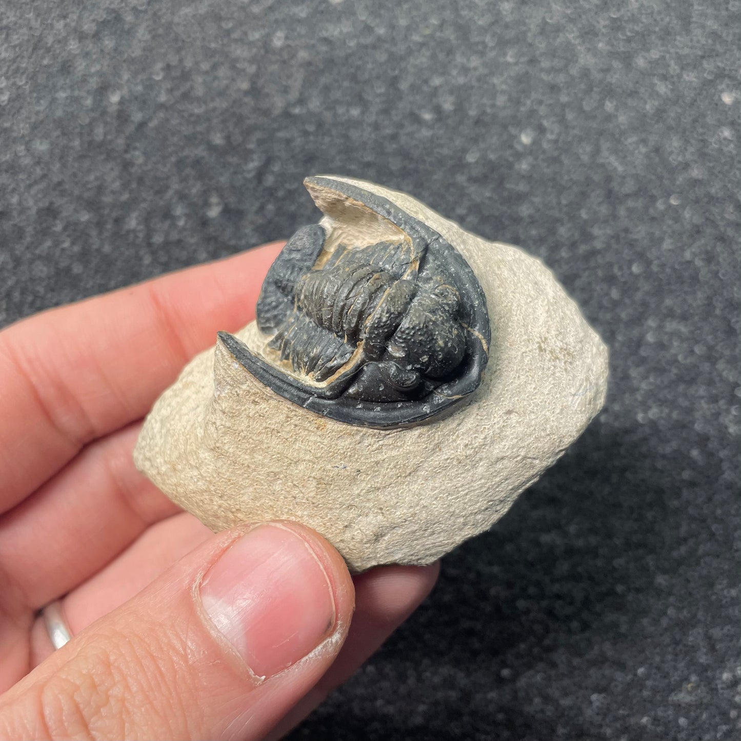 F2588 | Trilobite | Diademaproetus sp.