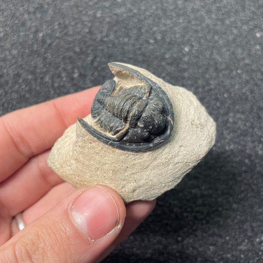 F2588 | Trilobite | Diademaproetus sp.