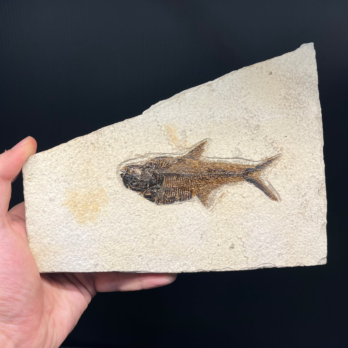 F3071 | Pesce | Diplomystus dentatus