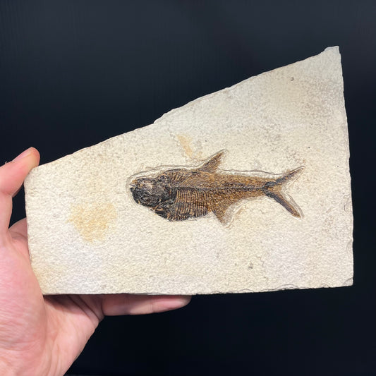 F3071 | Pesce | Diplomystus dentatus