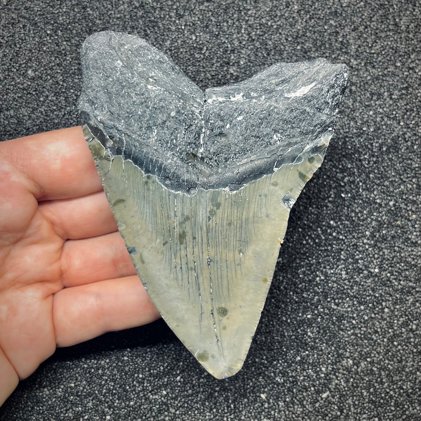 F2776 | Squalo | Otodus megalodon