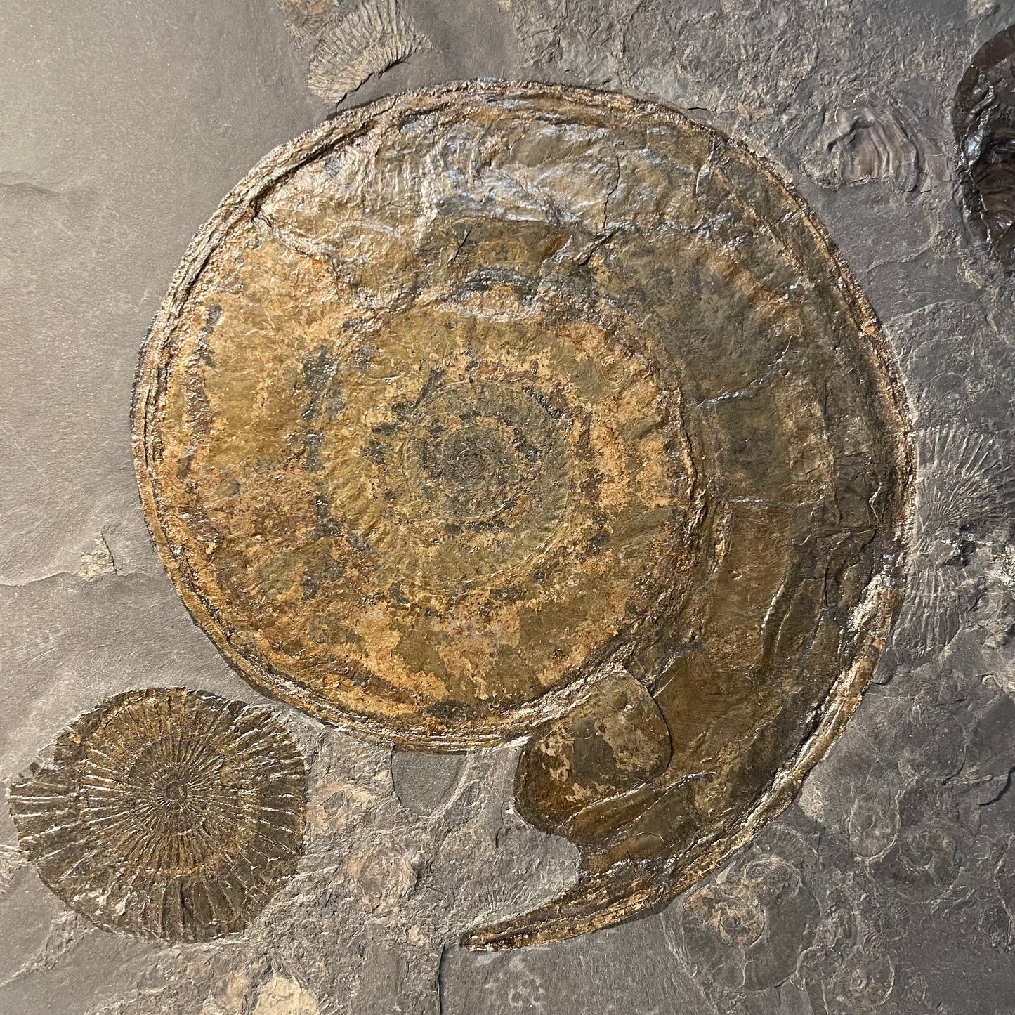 F2504 | Ammonite | Hildoceras sp. & Dactylioceras commune