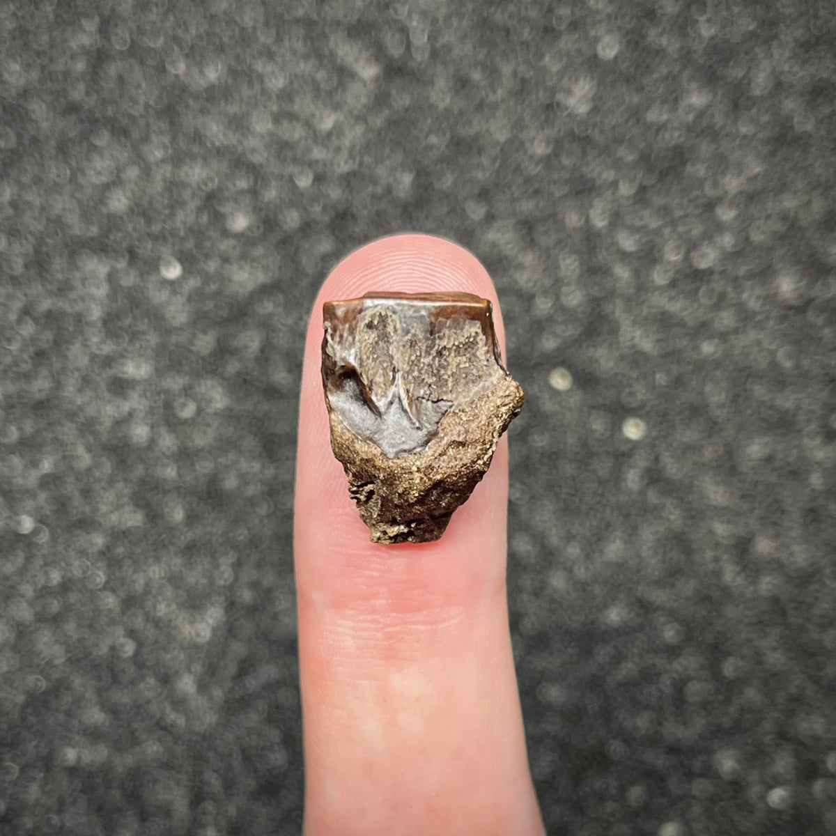 F3003 | Dinosauro | Triceratops sp.