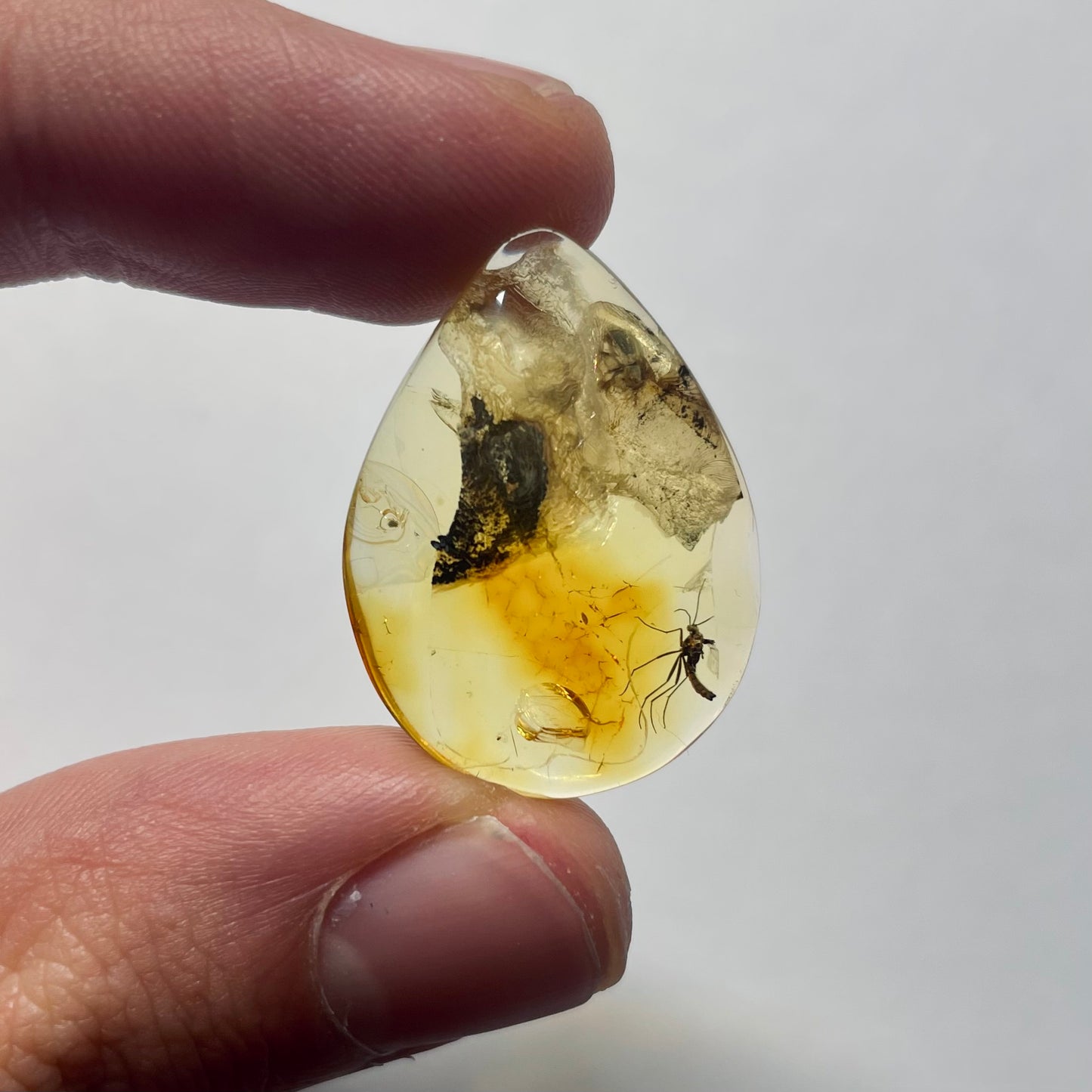 F2083 | Ambra con inclusione | Keroplatidae indet.