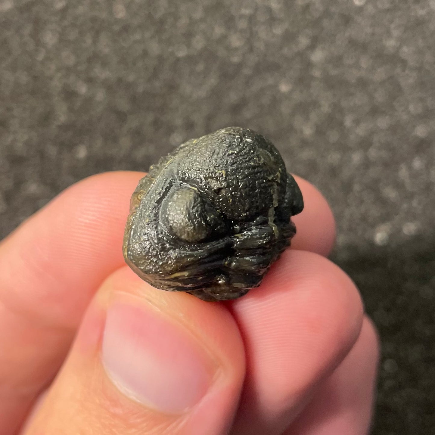 F2598 | Trilobite | Phacopidae indet.