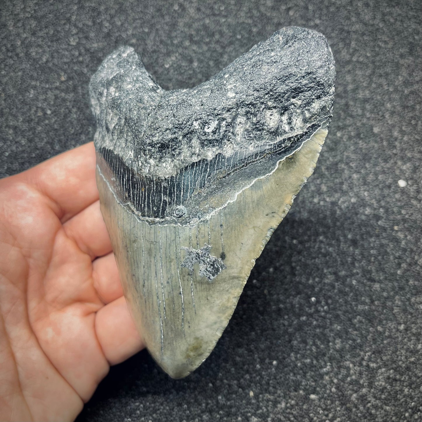 F2773 | Squalo | Otodus megalodon
