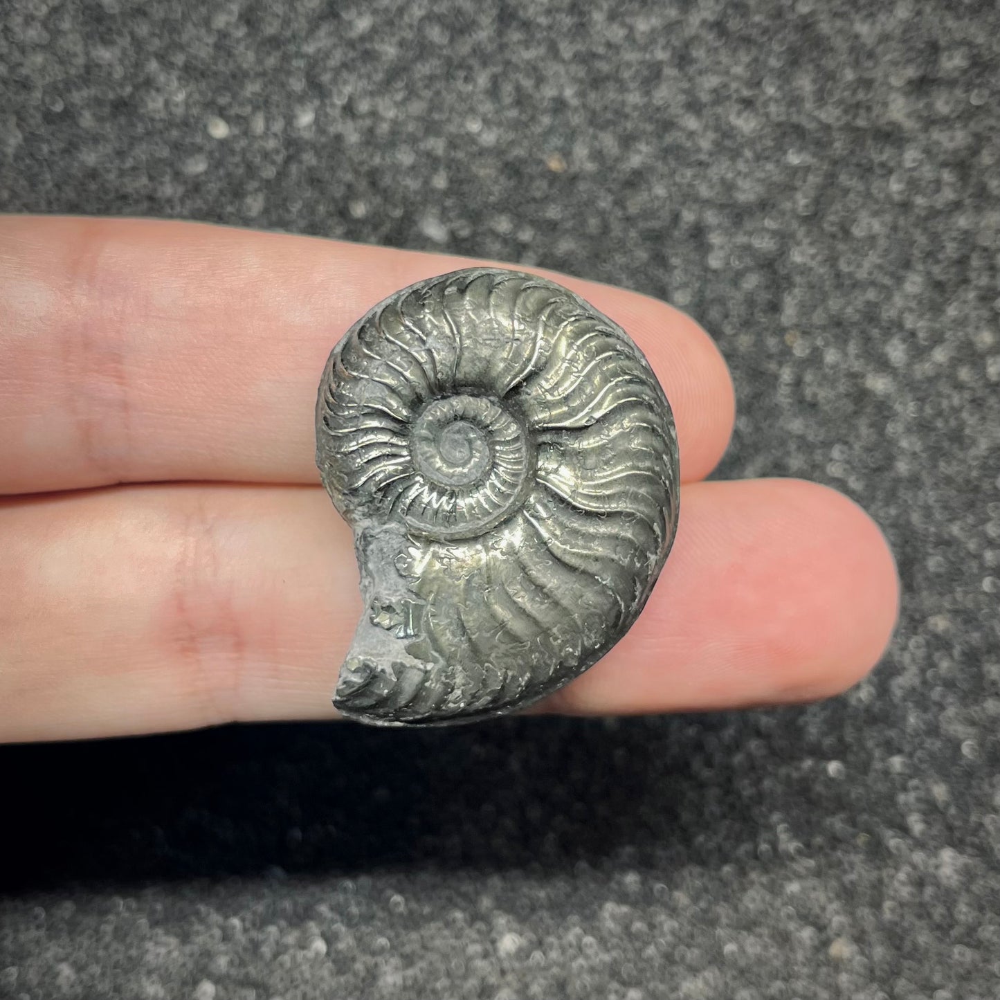 F2882 | Ammonite | Graphoceratidae indet.