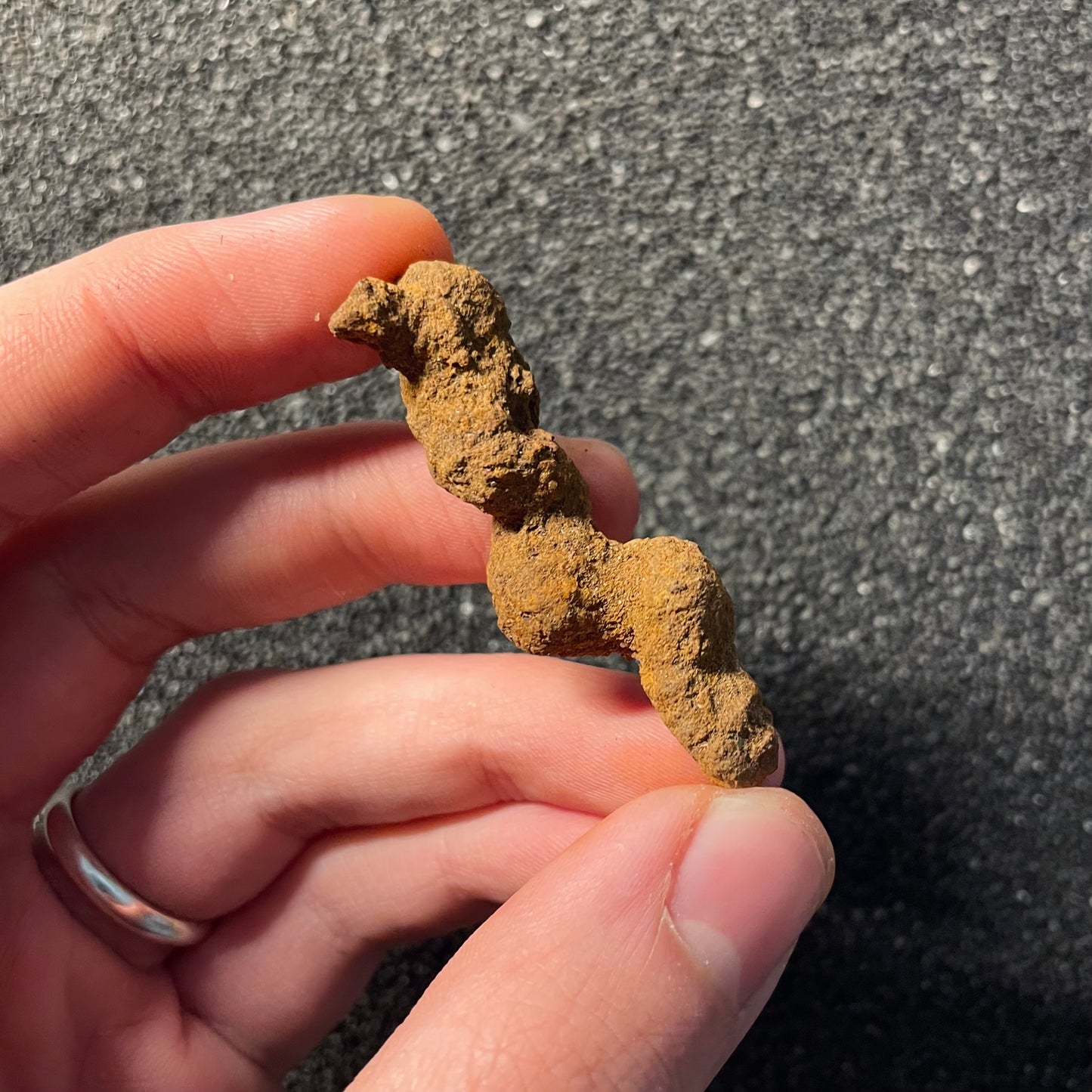 F2460 | Coprolite - Cololite | Testuggine