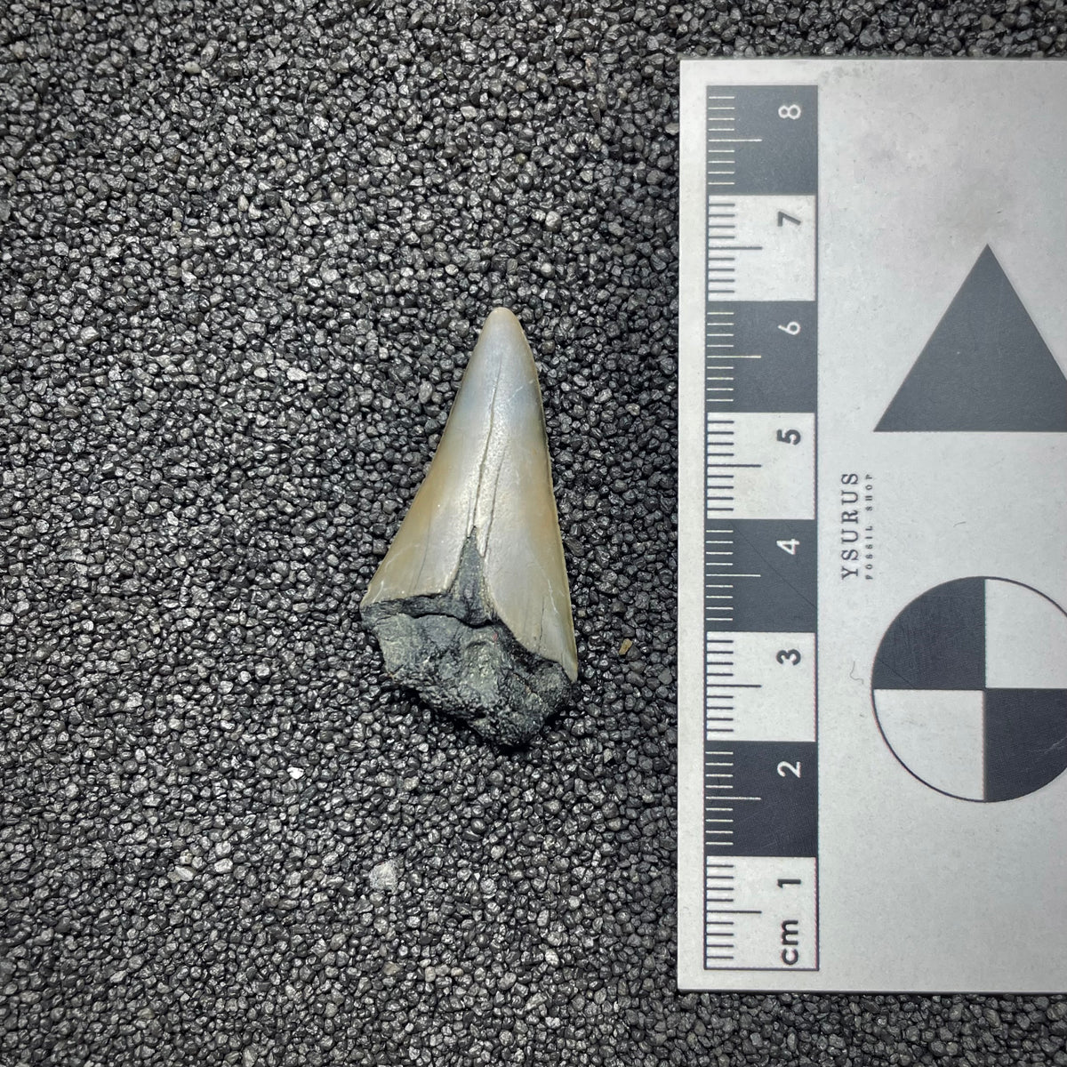 F3040 | Squalo |  Carcharodon subserratus