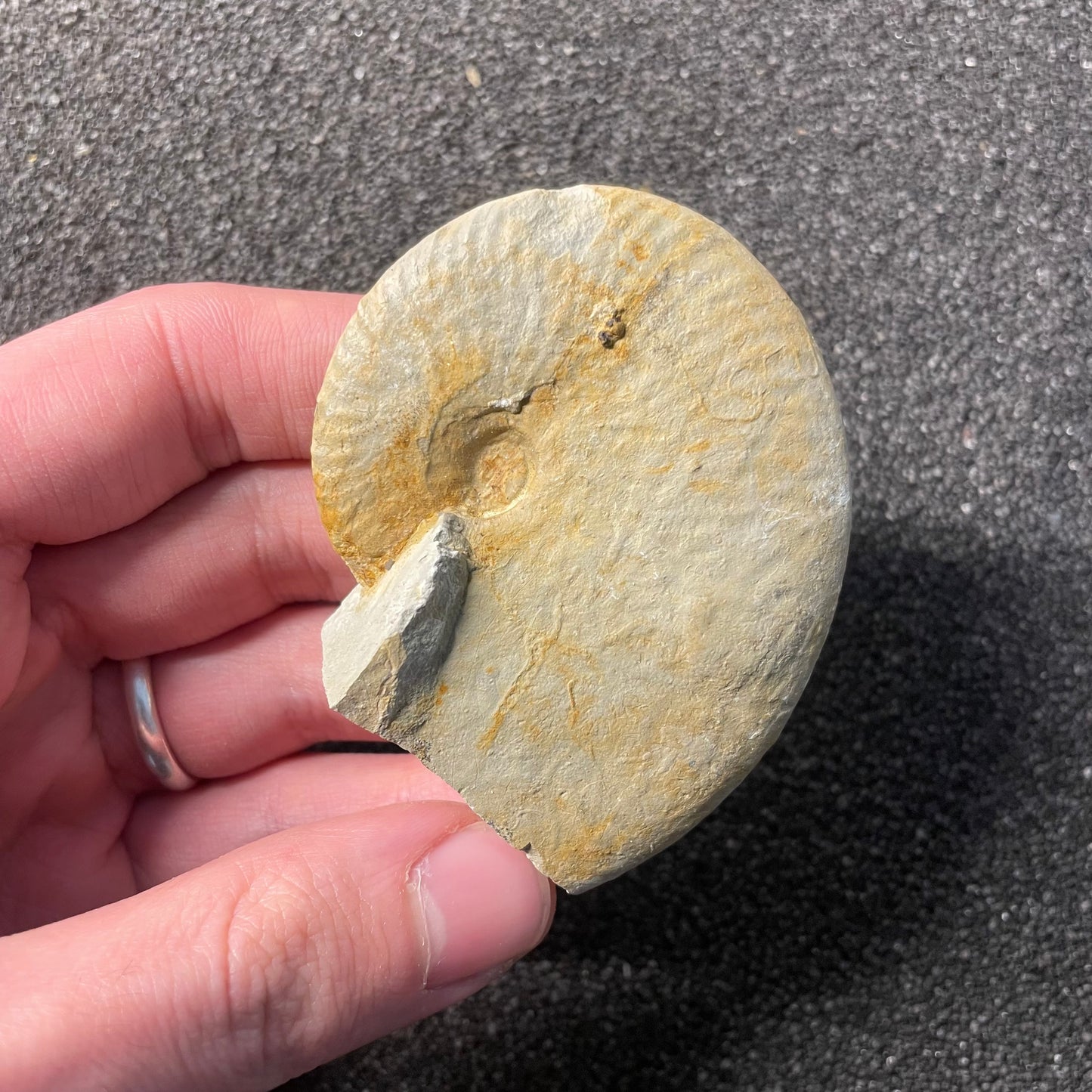 F2527 | Ammonite | Taramelliceras sp.