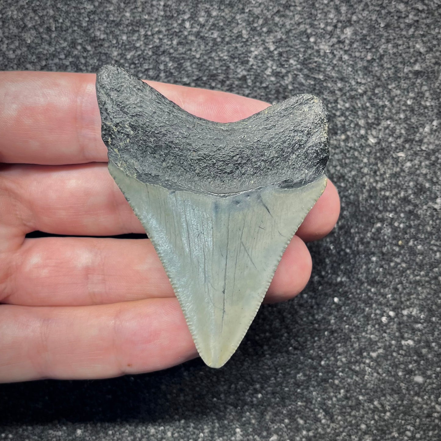 F2875 | Squalo | Otodus megalodon
