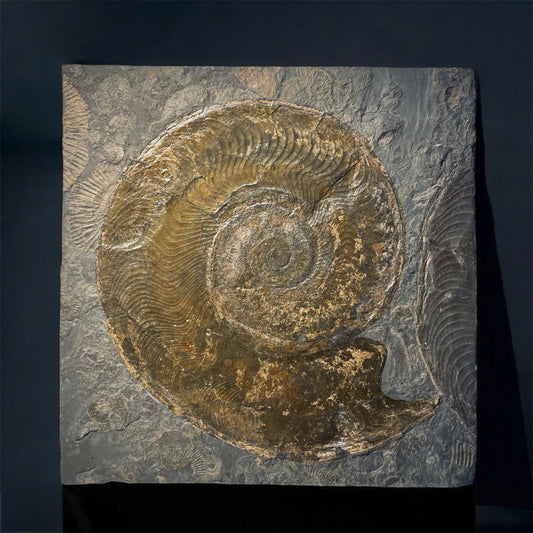 F2176 | Ammonite | Harpoceras falcifer