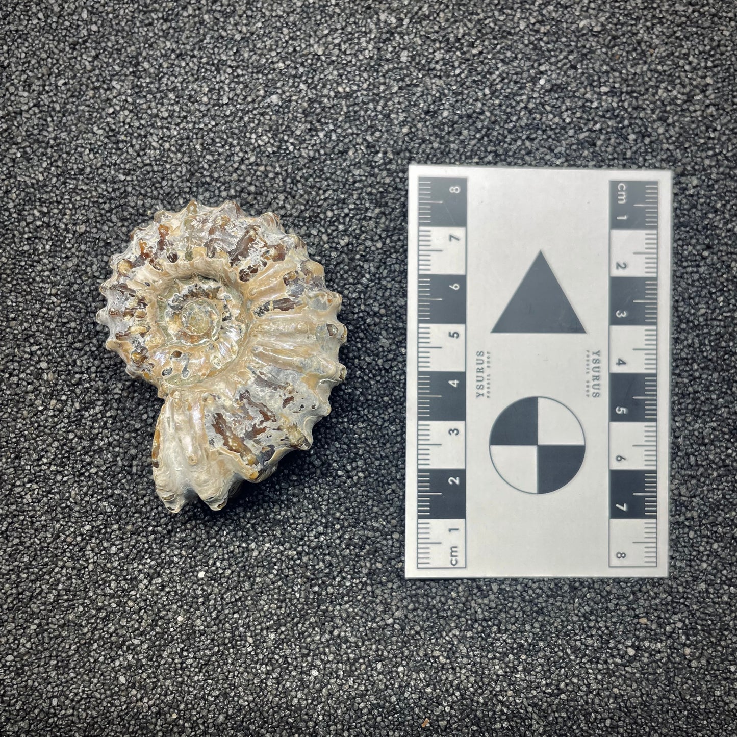 F2657 | Ammonite | Douvilleiceras sp.