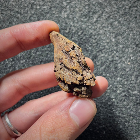 F2071 | Coprolite - Cololite | Testuggine