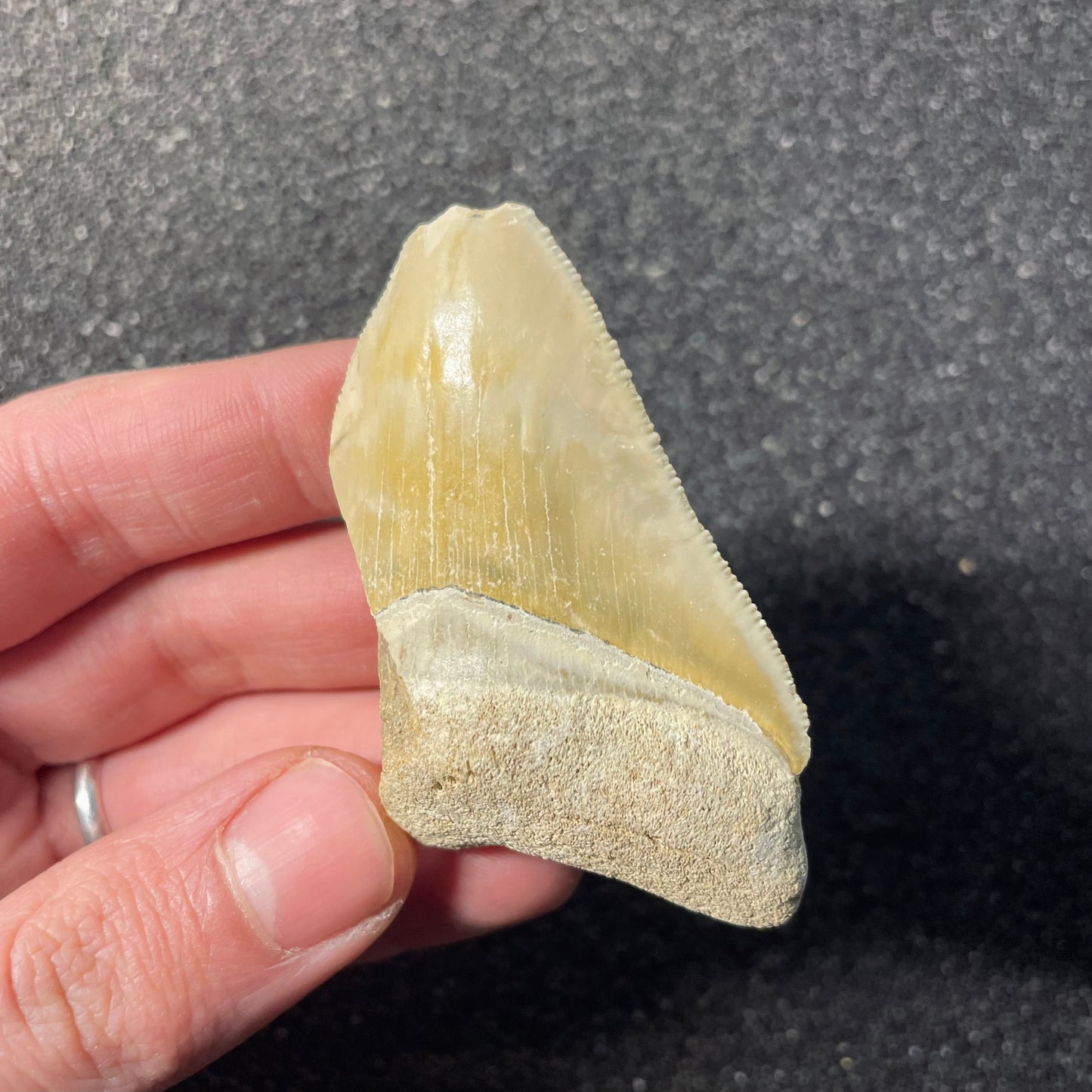 F2439 | Squalo | Otodus megalodon