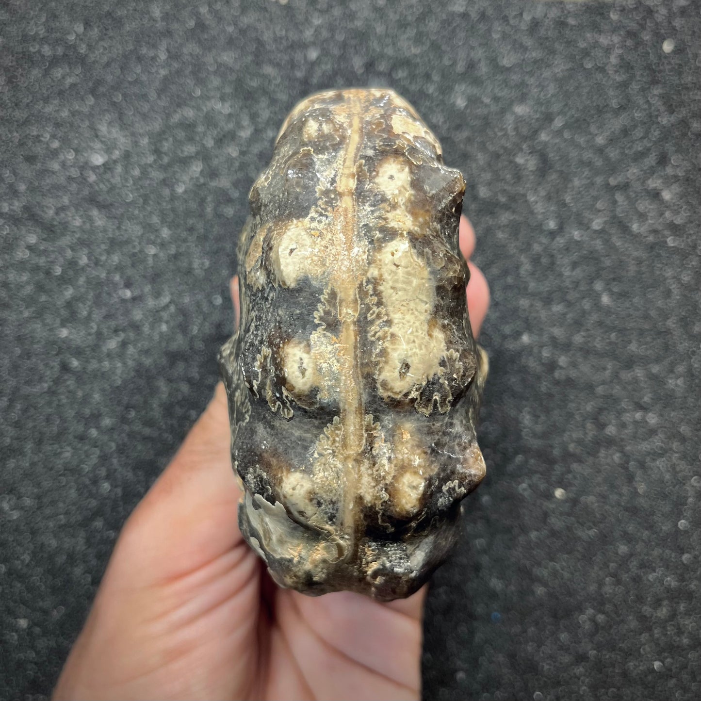 F2913 | Ammonite | Mammites nodosoides