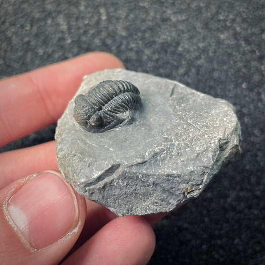 F2596 | Trilobite | Gerastos tuberculatus