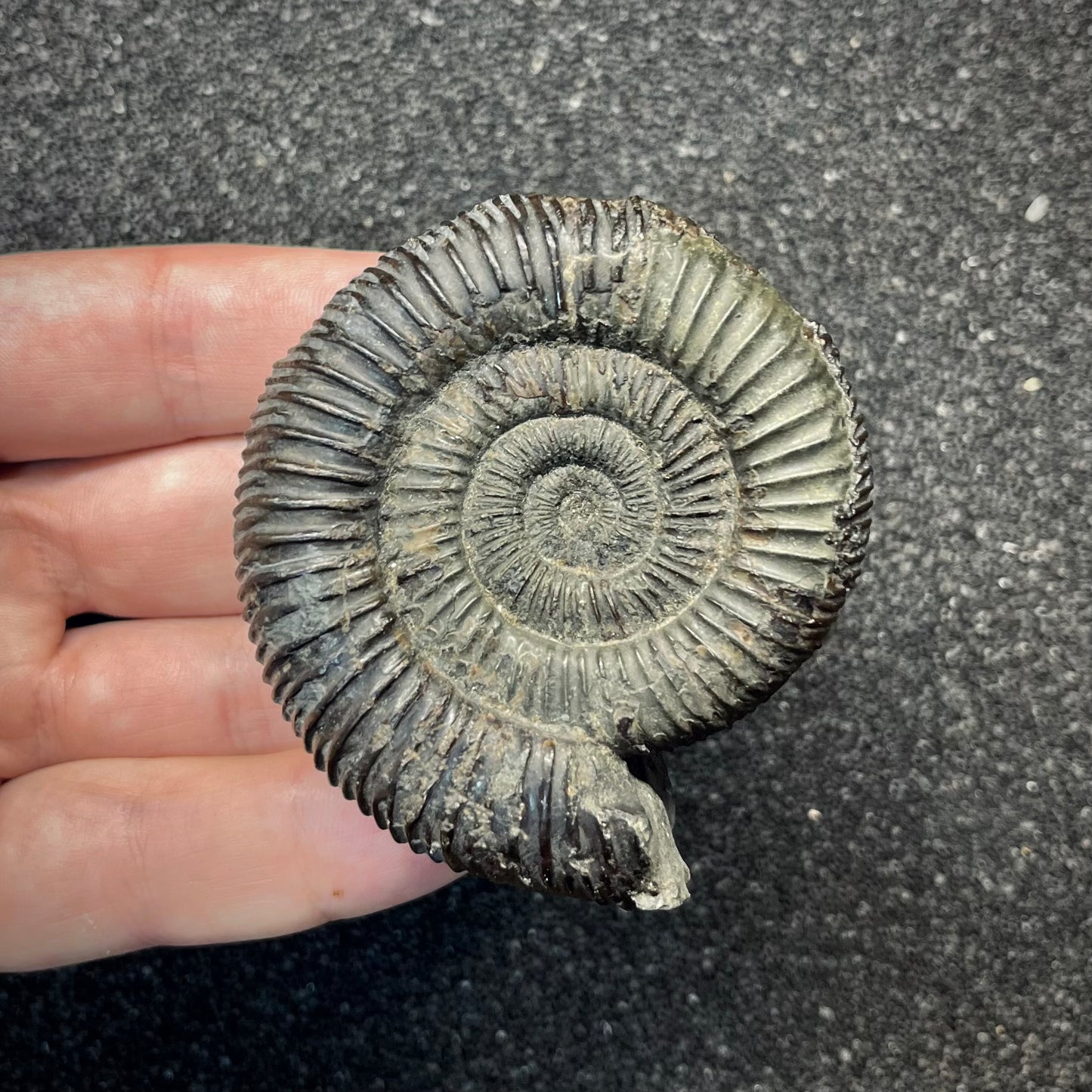 F2821 | Ammonite | Dactylioceratidae indet.