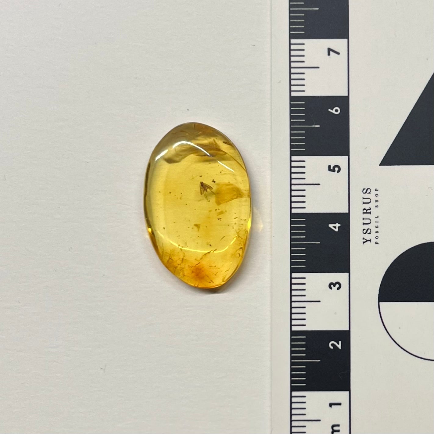 F2855 | Ambra con inclusione | Keroplatidae indet.