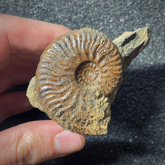 F2565 | Ammonite | Graphoceratidae indet.
