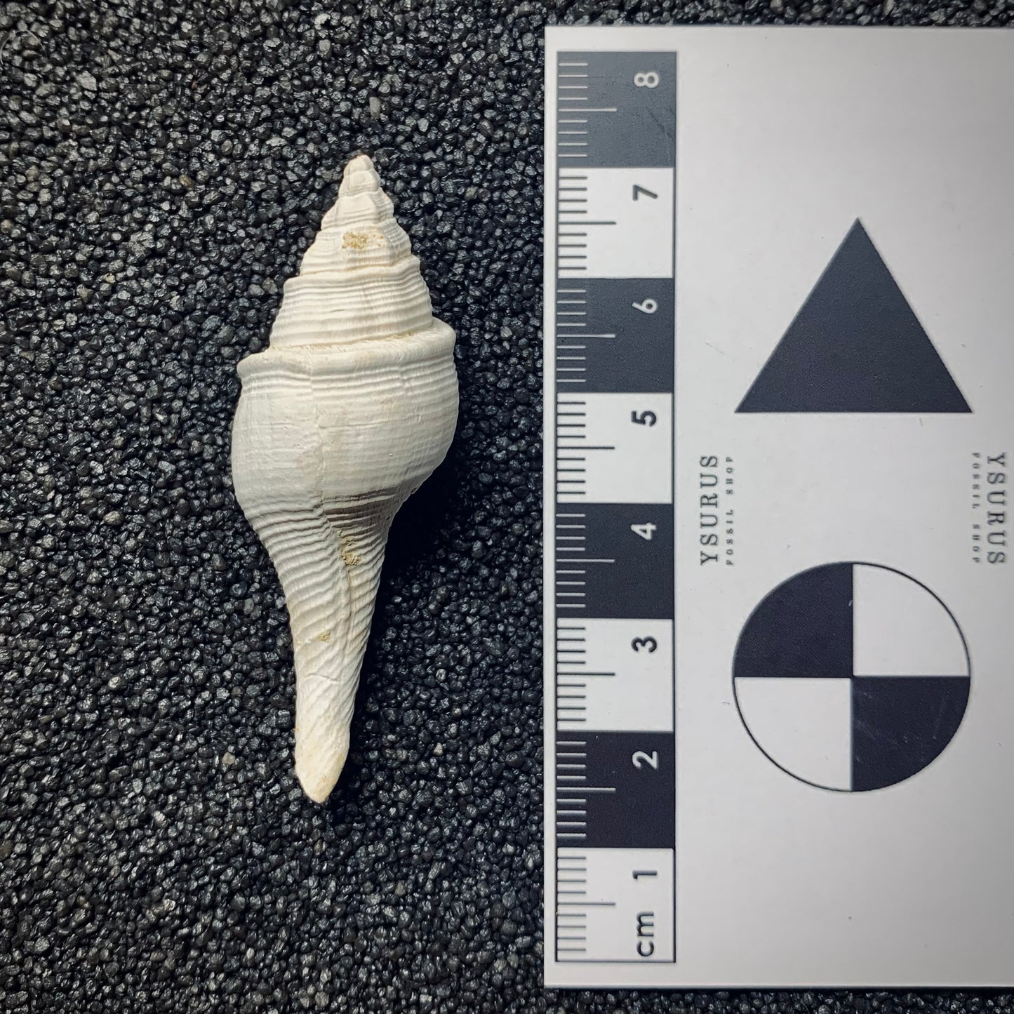 F1019 | Gasteropode | Clavilithes noae