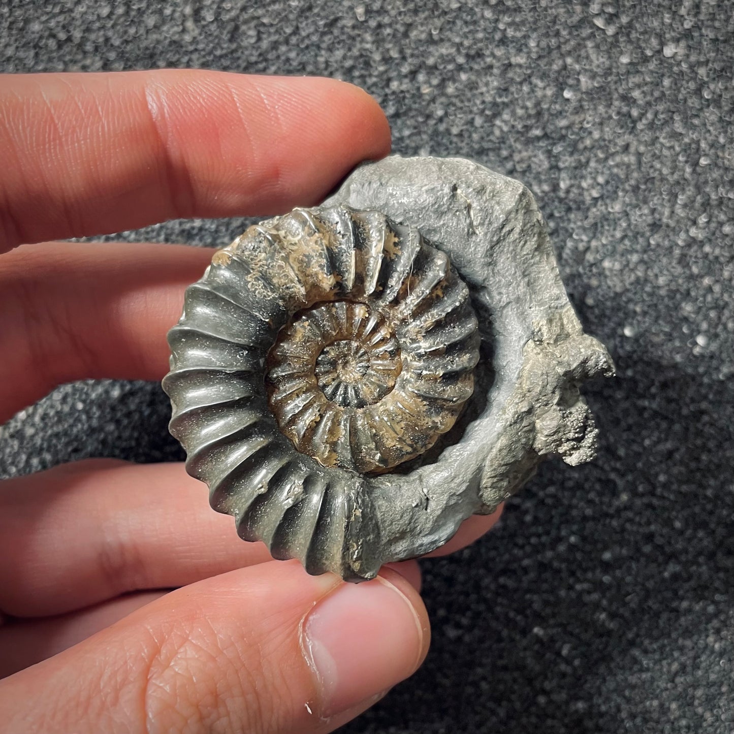 F2560 | Ammonite | Pleuroceras spinatum