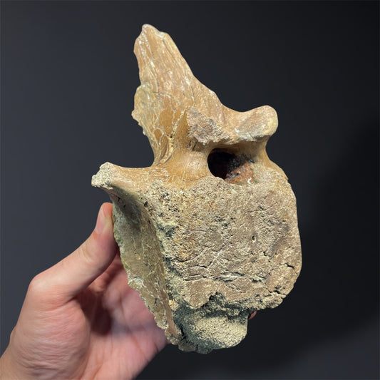 F2824 | Dinosauro | Edmontosaurus sp.
