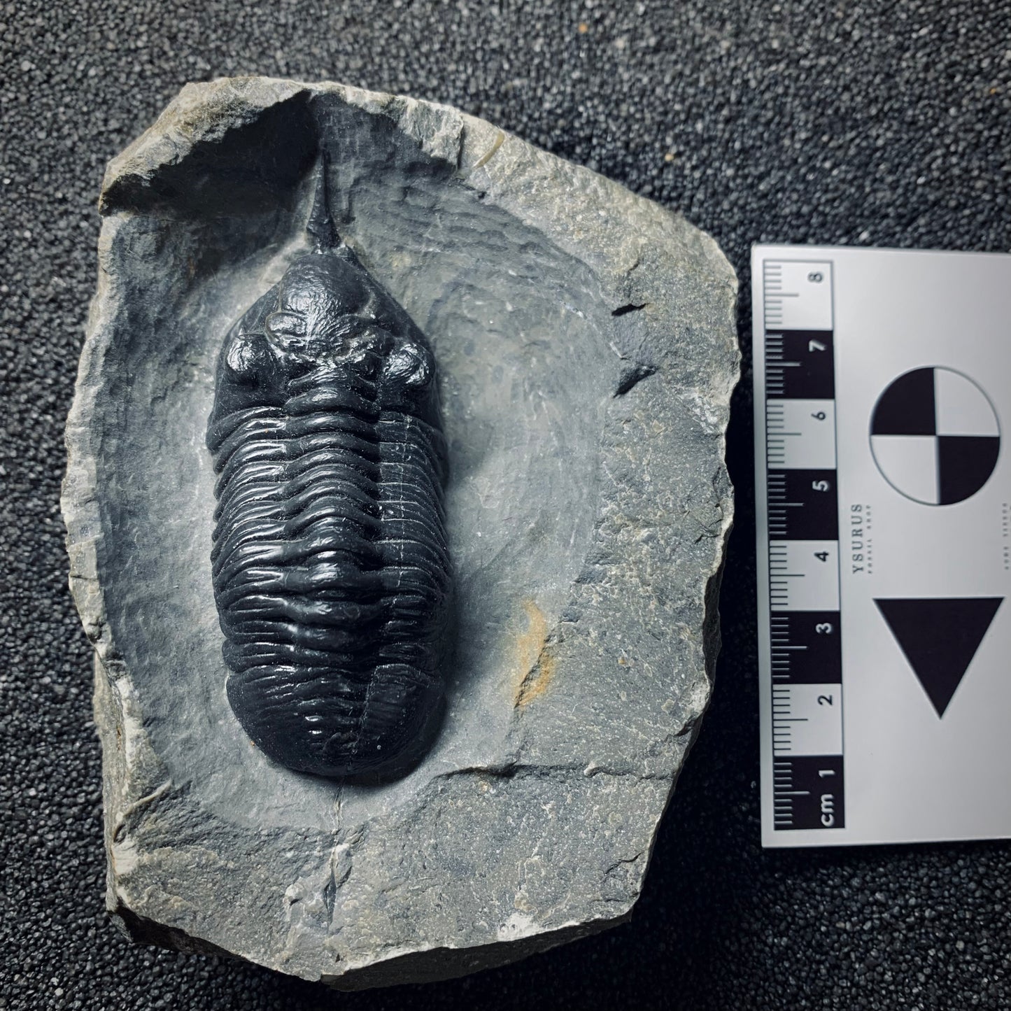 F509 | Trilobite | Morocconites malladoides