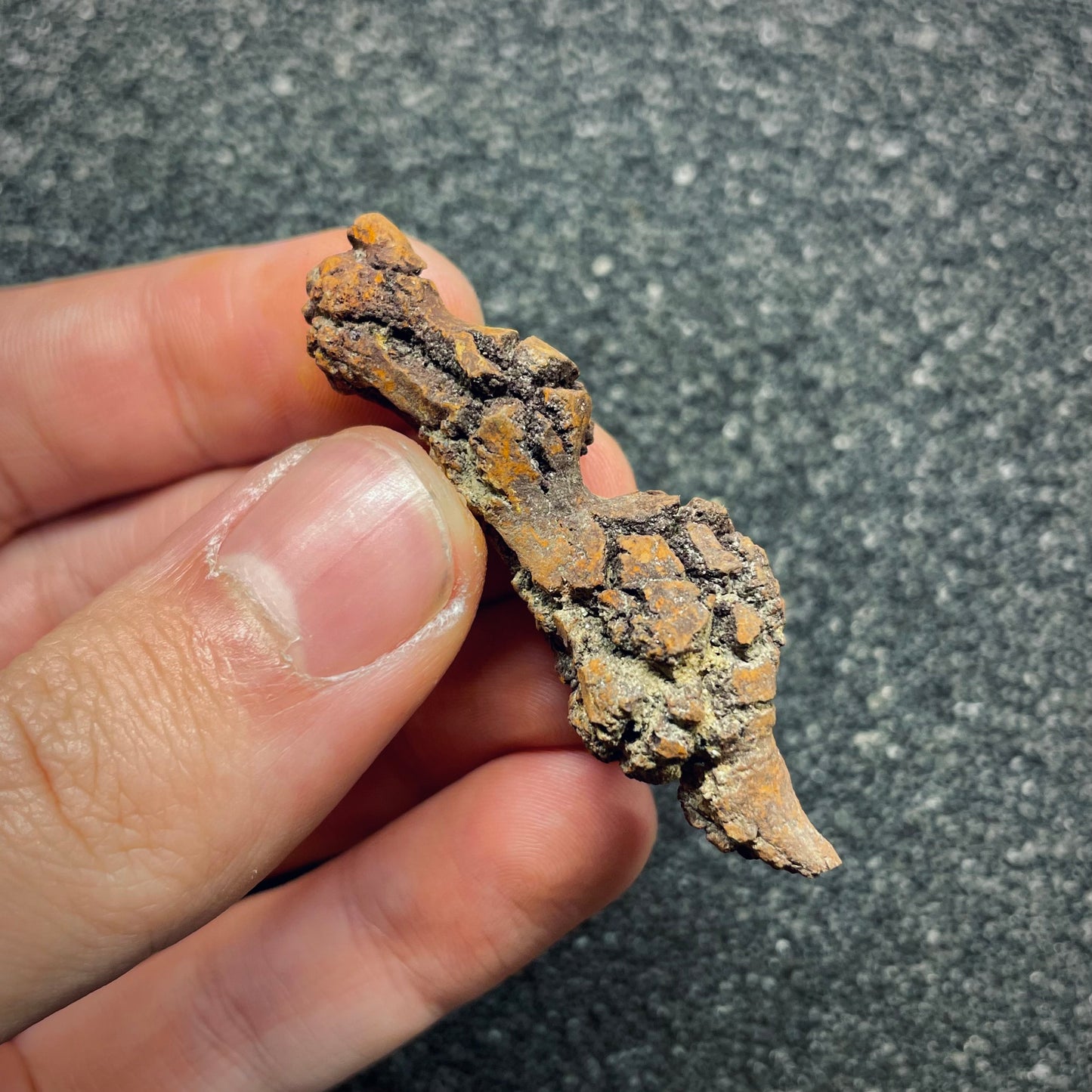 F2767 | Coprolite - Cololite | Testuggine