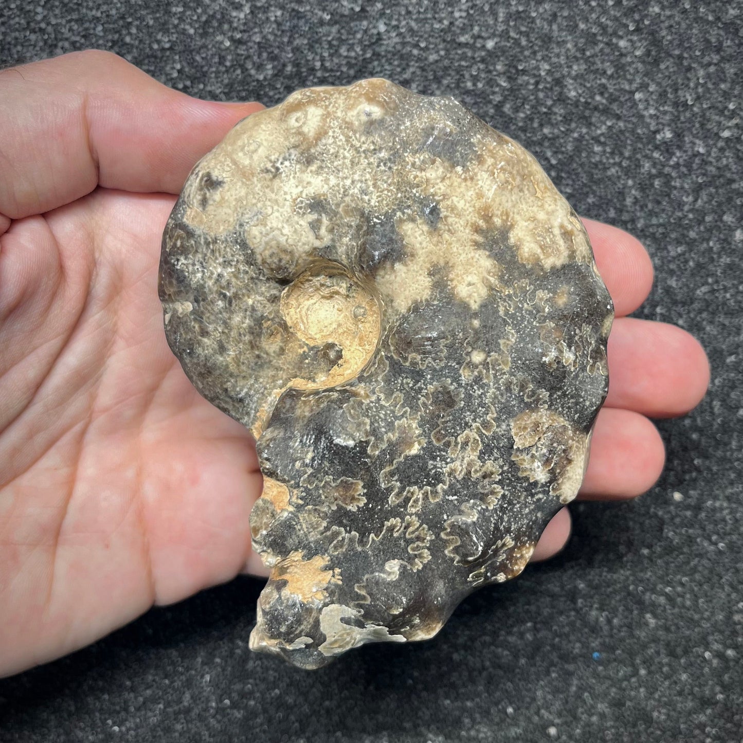 F2913 | Ammonite | Mammites nodosoides