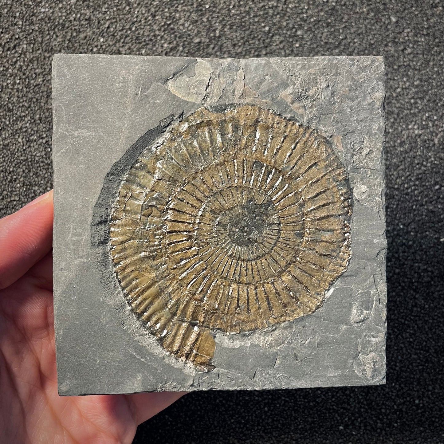 F2162 | Ammonite | Dactylioceras commune