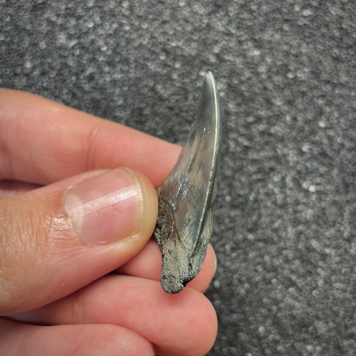F3045 | Squalo |  Carcharodon hastalis