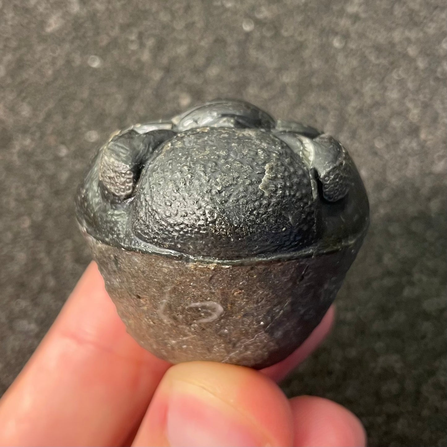 F2604 | Trilobite | Phacopidae indet.