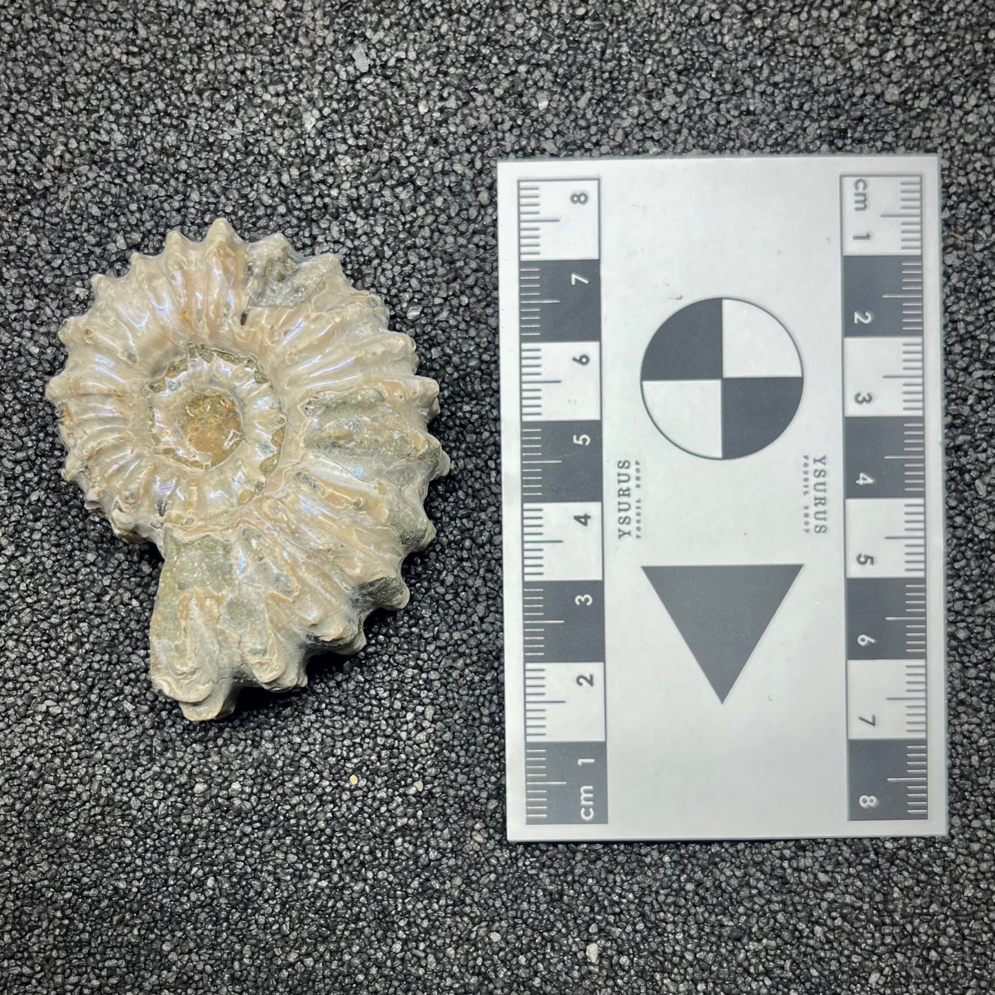 F2965 | Ammonite | Douvilleiceras sp.
