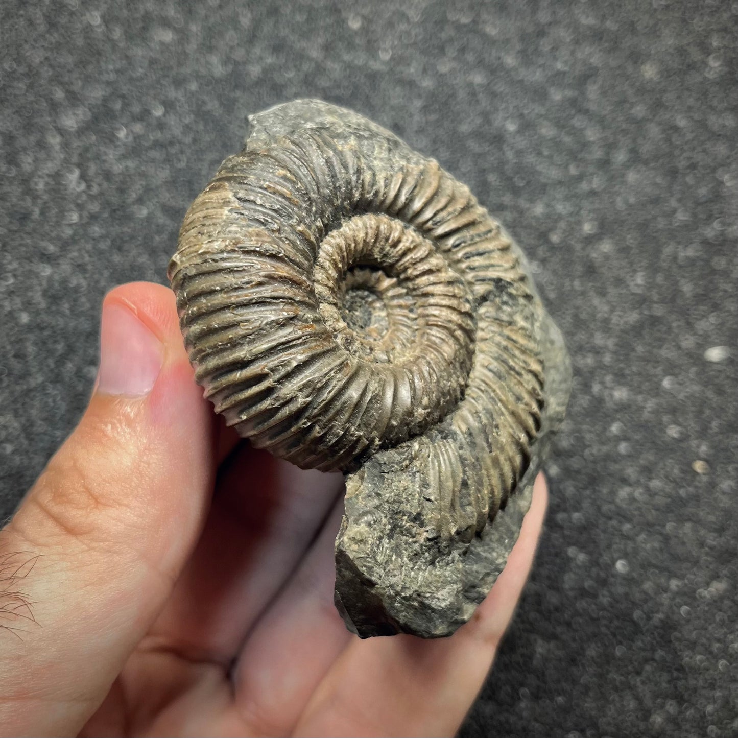 F2819 | Ammonite | Parkinsonia sp.