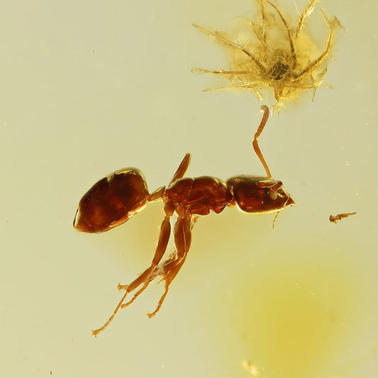 F2428 | Ambra con inclusione | Ctenobethylus goepperti